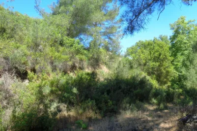 Land - 13652, photo 1