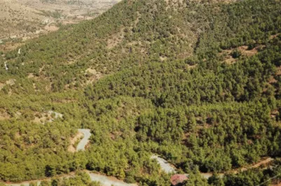 Земельный участок - 14795, photo 1