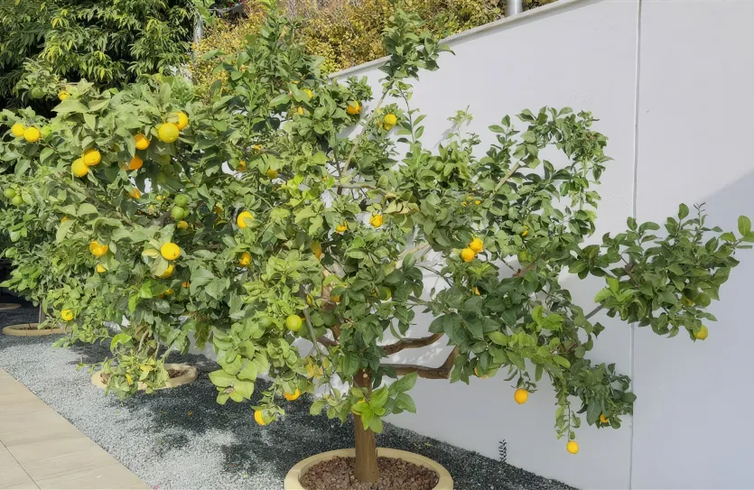 6-bedroom villa - 15325, photo 15