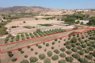 Plot in Agia Varvara, Paphos - 16936