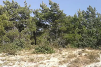 Сельхоз земля - 18215, photo 2