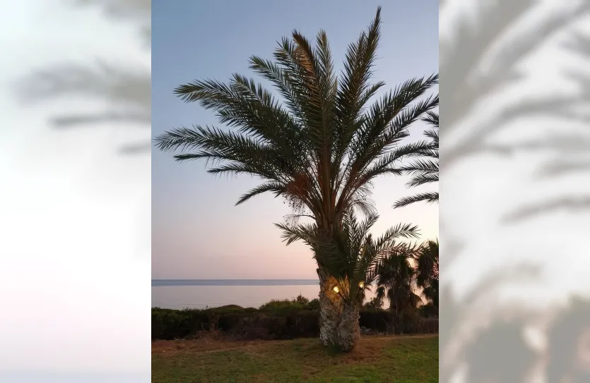 Апартамент с 3-мя спальнями - 13508, photo 4