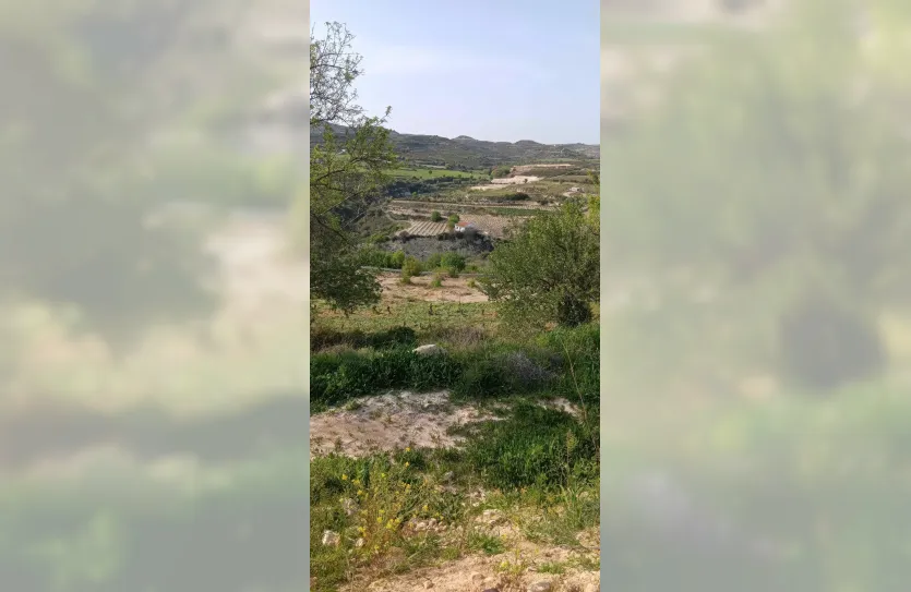 Vineyard with a house - 15419, photo 13