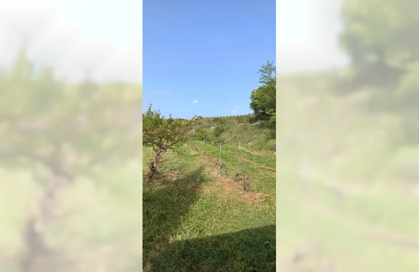 Vineyard with a house - 15419, photo 10