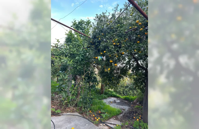 Plot with a traditional house - 16269, photo 22